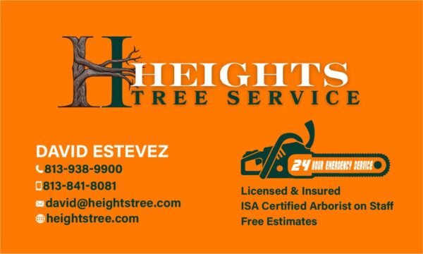 Expert Tree Care